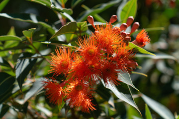 Red flowering gum
