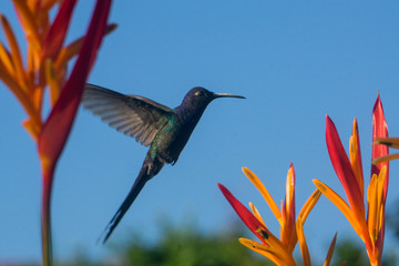 hummingbird hovering by a flower