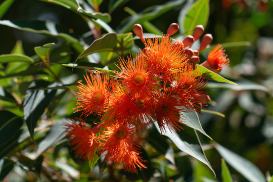 Red Flowering Gum