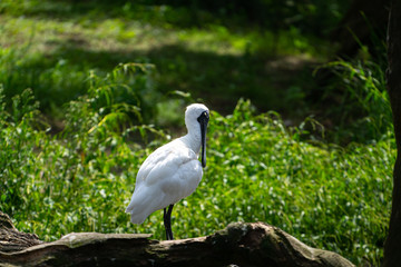 Royal spoombill