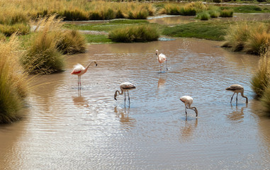 Naklejka premium Group of Pink Andean flamingos near San Pedro de Atacama, Atacama Desert, Chile. 