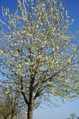 weiße Blüten