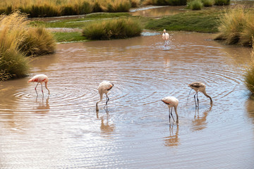 Group of Pink Andean flamingos near San Pedro de Atacama, Atacama Desert, Chile. 