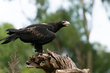 Wedgetail eagle on tree stump.
