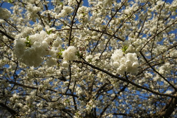 weiße Blüten