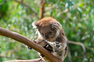 Koala bear in tree.
