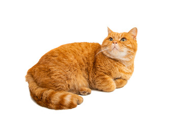 red cat isolated