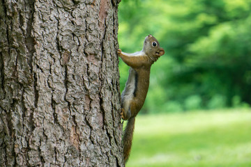 squirrel on a tree