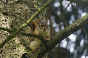 squirrel on a tree