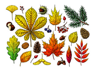 Autumn vector set with leaves, berries, fir cones, nuts, mushrooms and acorns sketches.