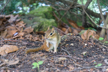 chipmunk in the park