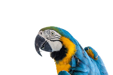Beautiful Yellow-Blue Macaw, canindé macaw on white background