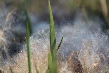 background green grass and white dandelion fluff