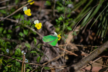 Spring came, a beautiful butterfly flew