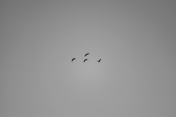 Beautiful birds in cold weather