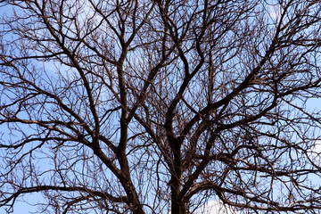 Tree without leaves with blue sky