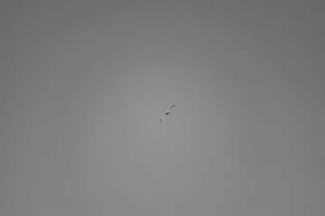 Beautiful birds in cold weather