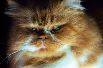 Muzzle of a Persian cat close-up. Curled mustache. Big red cat. Long wool. The shadows in the room.