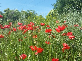 field of poppies