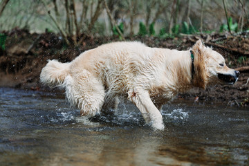 Fototapeta na wymiar Joyka the Golden Retriever is shaking his coat in the creek
