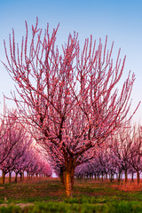 cherry tree in spring