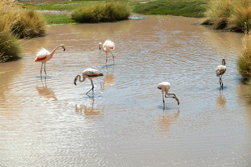 Group of Pink Andean flamingos near San Pedro de Atacama, Atacama Desert, Chile. 