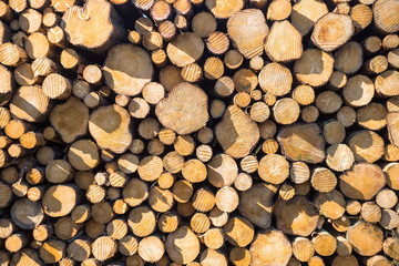 wooden logs in a spring forest