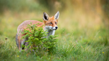 Naklejka na ściany i meble Cute red fox, vulpes vulpes, looking up on a vivid meadow in summer nature. Curious mammal observing with adorable eyes and copy space. Animal predator standing on glade.