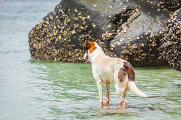 the dog is looking for something on the beach in the water