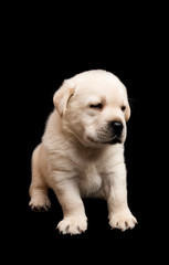 Labrador puppy isolated