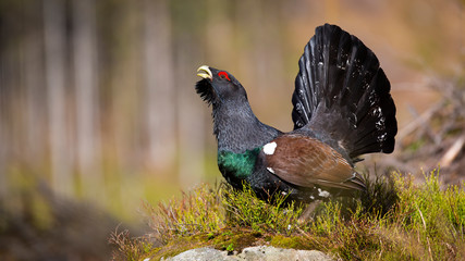 Majestic western capercaillie, tetrao urogallus, calling and courting in spring. Wild territorial...