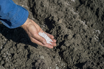 The hand of a woman farmer scatters a handful of white fertilizer granules on the background of an earthen bed.