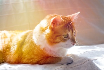 Ginger cat sittnig on soft white blanket, cozy home and relax concept, cute red or ginger cat. Red cat basking in the sun. Cat in the sunset. 
