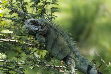 Iguana montada en arbol
