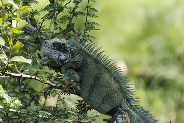 Iguana montada en arbol