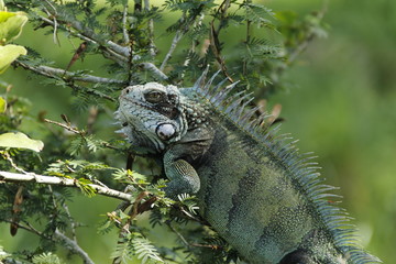 Iguana montada en arbol