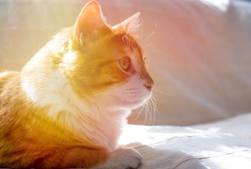 Fototapeta na wymiar Ginger cat sittnig on soft white blanket, cozy home and relax concept, cute red or ginger cat. Red cat basking in the sun. Cat in the sunset. 