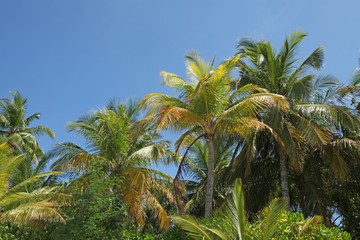 Obraz na płótnie Canvas Palmiers dans les îles paradisiaques
