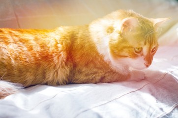Ginger cat sittnig on soft white blanket, cozy home and relax concept, cute red or ginger cat. Red cat basking in the sun. Cat in the sunset. 