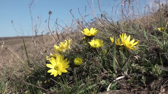 Adonis vernalis, known variously as pheasant's eye, spring pheasant's eye, yellow pheasant's eye and false hellebore, the shore of the Tiligul estuary, Ukraine
