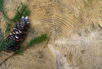 forest background, cut of a tree with a cone and a fir branch with place for your text