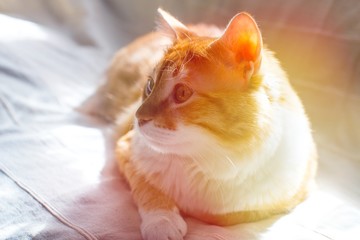 Fototapeta na wymiar Ginger cat sittnig on soft white blanket, cozy home and relax concept, cute red or ginger cat. Red cat basking in the sun. Cat in the sunset. 
