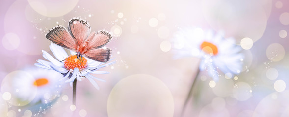 Sommerlicher Hintergrund,Banner,Header mit Gänseblümchen und Schmetterling, Fantasy,...