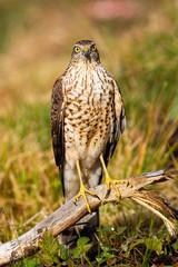 Alert eurasian sparrowhawk, accipiter nisus, facing camera in summer. Attentive wild animal watching on meadow in vertical composition. Bird with long yellow legs in nature.