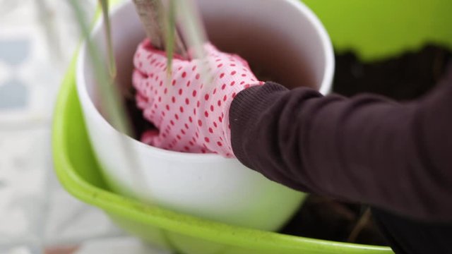Close up of woman hands in gloves planting dracena to flower pot at home. Home gardening relocating house plant. Concept of flower planting