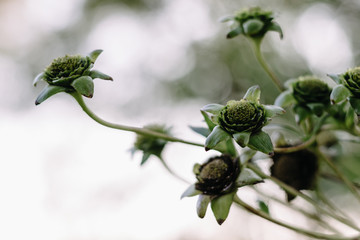 wild green flowers close-up.