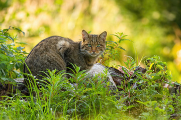 Obraz premium Curious european wild cat, felis silvestris, hiding in a green vegetation in national park in Slovakia, Europe. Elegant mamma predator lying on the ground near rock with copy space