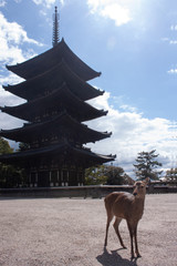 Kohfukuji Temple Tower in Nara, Japan, and a young deer in the foreground
