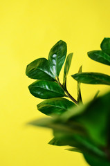 green leaves of houseplants on a yellow background close-up