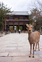 A deer standing in front of camera, The Nandaimon Gate of Todaiji in the background in Nara, Japan